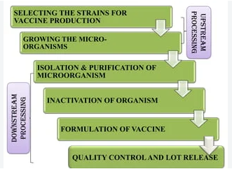 Vaccine production method flow