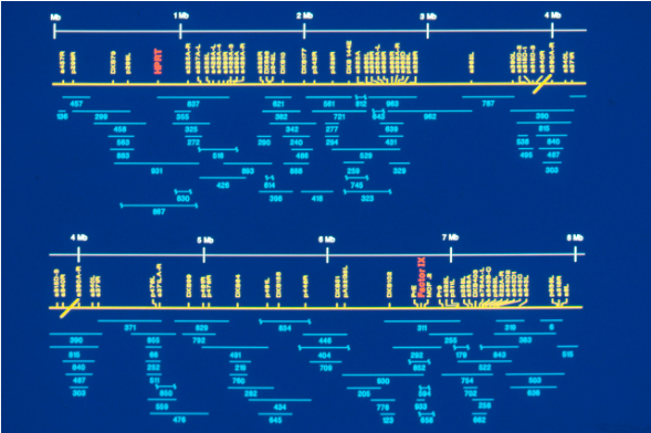 Genetic mapping visual